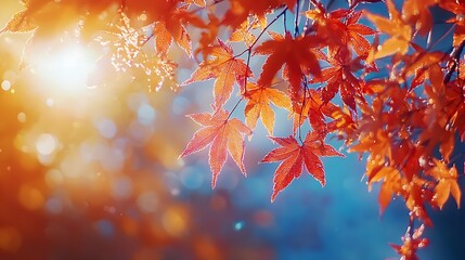 Autumn Maple Leaves in Sunlight, Blurred Background