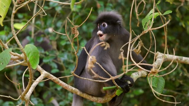 Leaf monkey sitting on tree branch surrounded by green foliage, natural habitat. Dusky leaf monkey or spectacled langur or Trachypithecus obscurus
