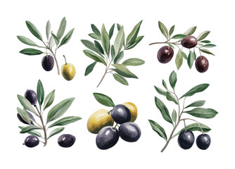 Detailed depiction of olives with leaves showcasing various colors and arrangements for culinary art or design purposes, cut out