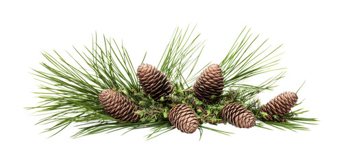 Fototapeta premium Natural decoration featuring pine cones and green pine needles for festive arrangements or seasonal displays, cut out