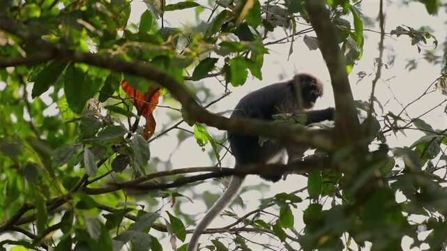 Monkey perched on tree branch amid lush green foliage Dusky leaf monkey or spectacled langur or Trachypithecus obscurus