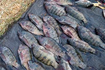 alive tilapia fishes for sale, life tilapia fish in supermarket