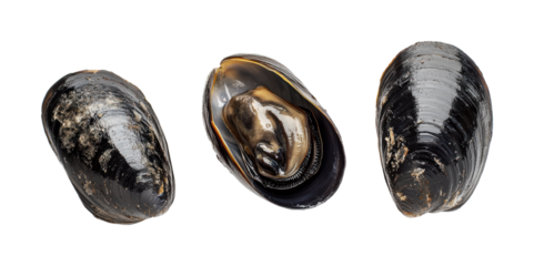 Freshwater mussels in different states showcasing closed and open shells for educational purposes and culinary exploration, cut out