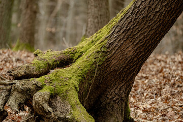 Tree trunks emerge from the forest floor, their bases wrapped in green moss. Brown fallen leaves...