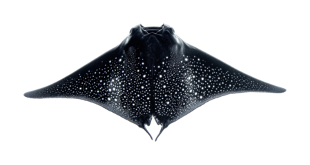 Majestic spotted eagle ray swimming gracefully in the ocean depths during a vibrant coral reef exploration, cut out