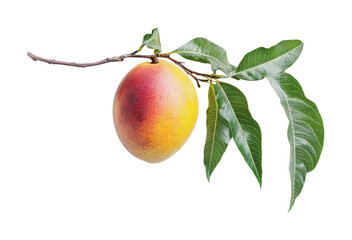 Fresh mango hanging from a tree branch surrounded by vibrant green leaves ready for harvest in tropical environment, cut out
