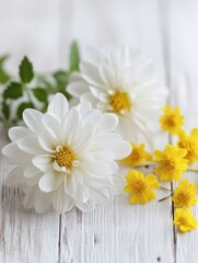 Obraz premium white chrysanthemum and yellow coltsfoot on white wooden background