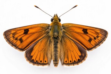 large skipper butterfly isolated on white background