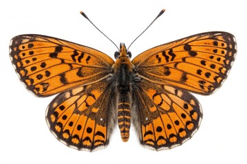 Green veined white butterfly isolated on white background