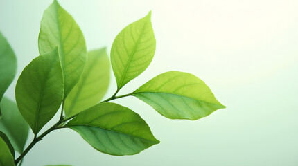 Fototapeta premium Vibrant Green Leaves Branch Sunlight Detail