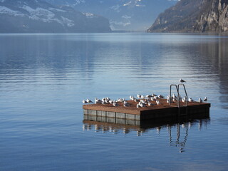 Eine Badeinsel im Walensee/Schweiz wird im Winter von einer Kolonie Lachm&ouml;wen besetzt