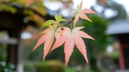 Fresh Green Maple Leaves on Tree Branch in Nature and beautiful background