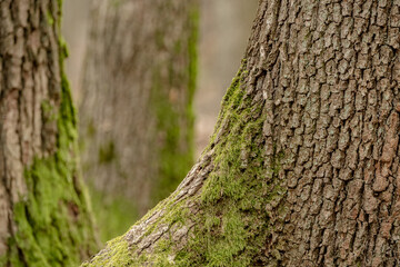 Tree trunks emerge from the forest floor, their bases wrapped in green moss. Brown fallen leaves...