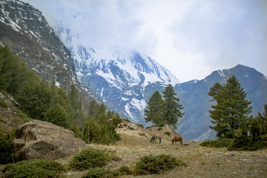 two horses grazing in a beautiful valley at gangapurna view point in manang, in background snow capped mount gangapurna, in manang district, nepal, Annapurna circuit trekking 