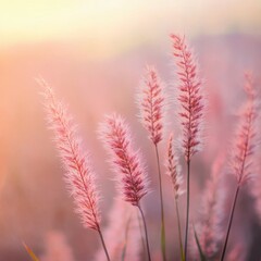 Obraz premium Beautiful pink grass flower in the field with sunset, Nature soft light blur filter and vintage tone, Selective focus.
