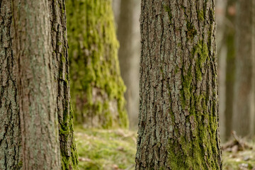 Tree trunks emerge from the forest floor, their bases wrapped in green moss. Brown fallen leaves scatter around the roots, creating contrast between weathered bark and forest litter.