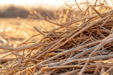 Dry Twigs and Branches in Golden Hour Light