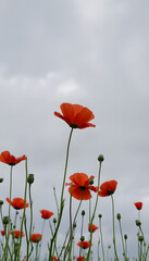 Fototapeta premium Field poppies against a cloudy sky, simple style. with white shades