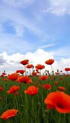 Obraz premium Field poppies against a cloudy sky, close-up. with white shades