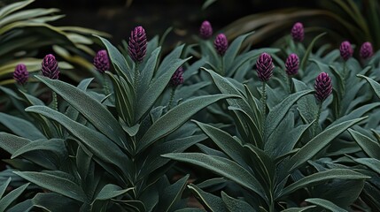 Obraz premium Clusters of purple flower buds are nestled within lush green leaves, showcasing the beauty of nature and the promise of blooming vibrancy in a garden setting.