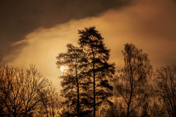 sunrise in the forest