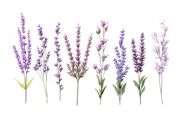 Delicate arrangement of vibrant lavender flowers in various shades and heights for elegant decor or design projects, cut out