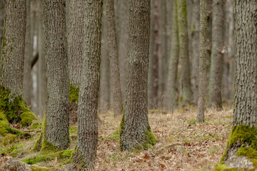 Obraz premium Moss-covered beech trunks stand tall in the tranquil forest. Brown autumn leaves carpet the woodland floor, creating a natural tapestry beneath these silent sentinels.
