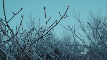 Obraz premium Frosty Branches Against a Clear Blue Sky