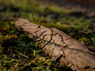 toter Ast am Waldboden durchfressen von Insekten 