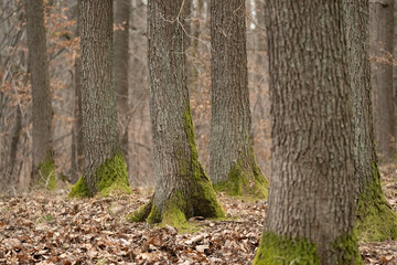 Moss-covered beech trunks stand tall in the tranquil forest. Brown autumn leaves carpet the woodland floor, creating a natural tapestry beneath these silent sentinels.