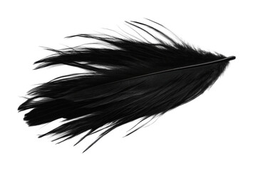Obraz premium Delicate black feather showcasing intricate textures and soft edges for creative design projects and artistic applications, cut out