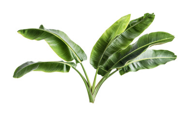 Lush green banana leaves arranged elegantly for natural decor inspiration and tropical themes in interior design projects, cut out