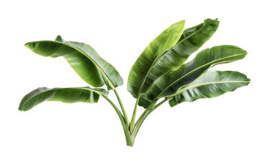 Lush green banana leaves arranged elegantly for natural decor inspiration and tropical themes in interior design projects, cut out