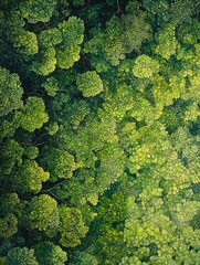 A breathtaking view of a forest canopy from above, with the treetops forming a lush, green mosaic. The expansive view highlights the density and beauty of the forest from a unique perspective