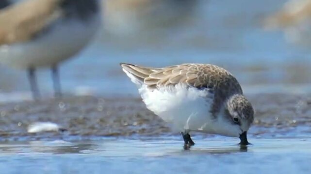 Several Spoon billed Sandpipers foraging