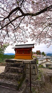 [Vertical video] Small buddhist shrine and Cherry blossoms and Kinpusenji temple's Zao-do Hall seen from Mount Idaten