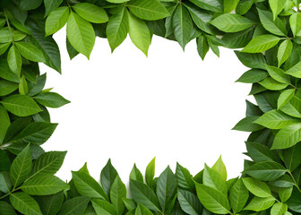 Fototapeta premium Lush Green Leaves Forming a Natural Frame on White Background, Greenery Border, Natural Plant Frame, Cut Out