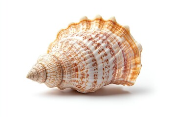 Fototapeta premium A macro shot of a single shell against a clean white background