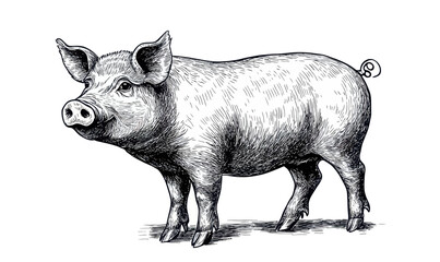 Detailed Engraving Style Vector Illustration of Pig for Farm and Nature Art Themes