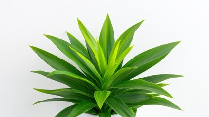 Variegated Snake Plant in White Pot Against White Background