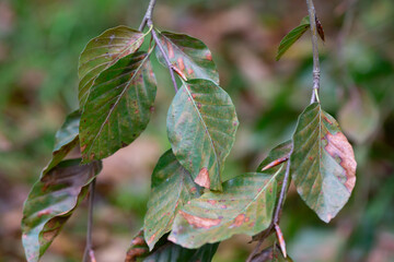 autumn leaves of Fagus sylvatica Pendula close-up. Beech forest, form purple drooping, branches with leaves