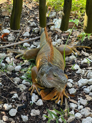 American Iguana Lizard