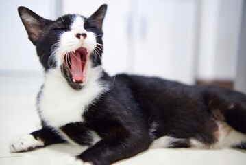 a black and white cat yawning and sitting in a room,white background 
