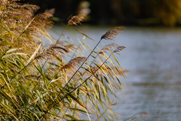 Reeds above the river
