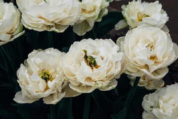 Beautiful fresh pastel colored tulip flowers in full bloom in the garden, close up view against dark green leaves. Floral spring texture for background.