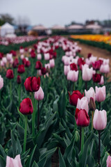 Beautiful field with fresh colorful tulip flowers in full bloom, close up view. Natural floral spring background.