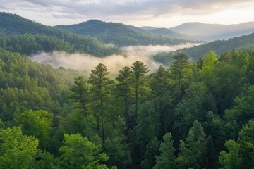 Obraz premium Aerial view of green forest landscape with misty mountains in the background showcasing natural beauty and tranquility in the wilderness at sunrise.