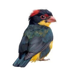 Fototapeta premium A back view of a Barbet bird on a white solid background
