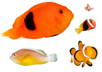Clownfish Collection – Isolated PNG on Transparent Background