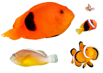 Clownfish Collection – Isolated PNG on Transparent Background